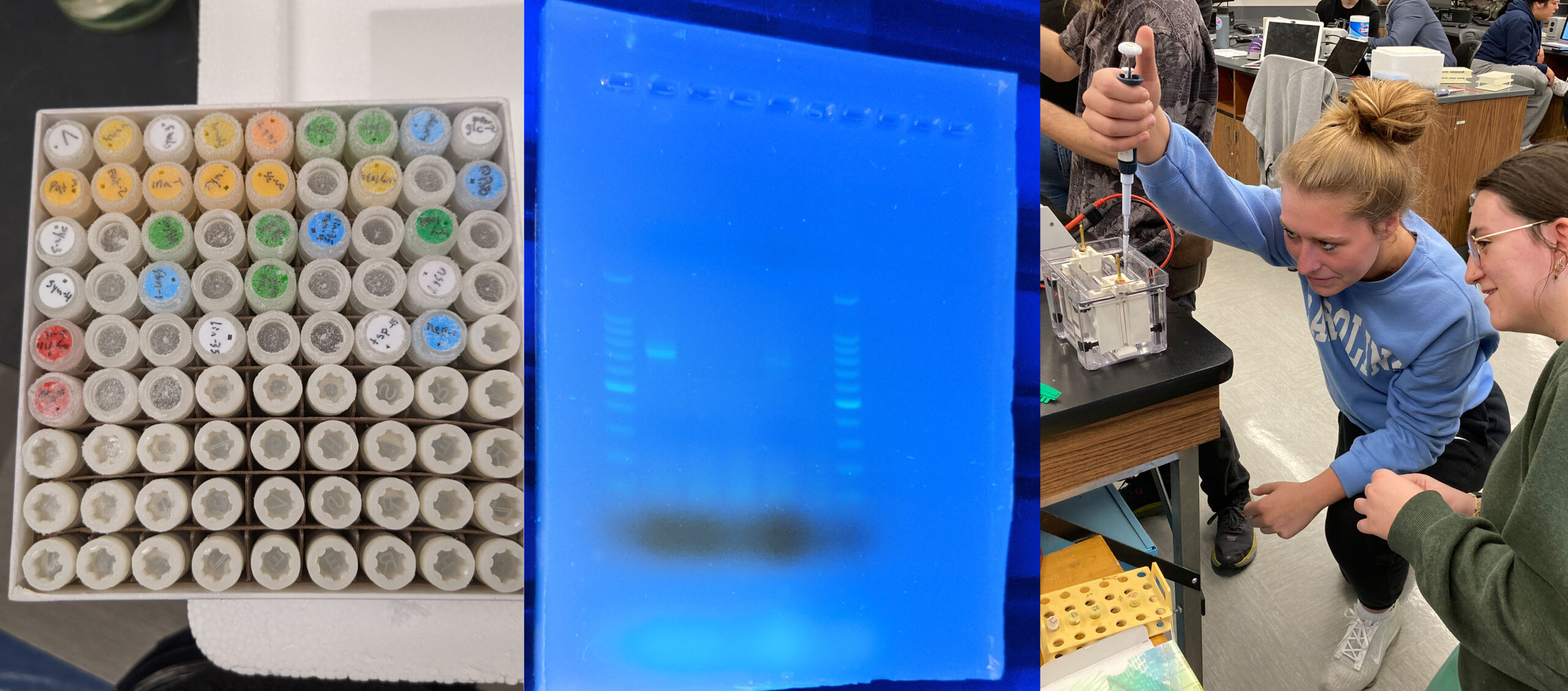 Image of reagent tubes, a DNA gel, and students loading a gel.