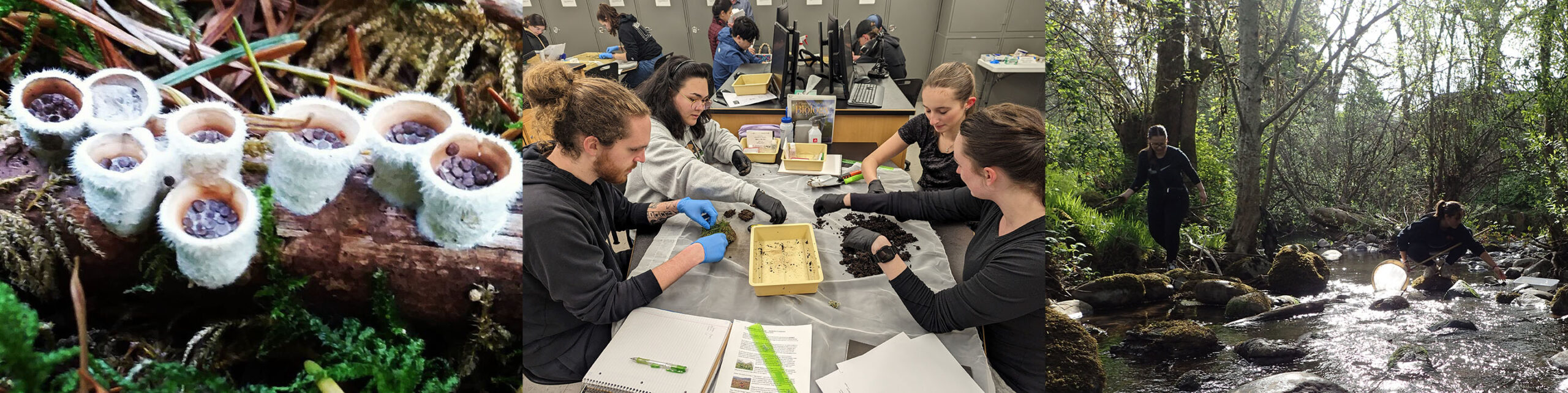 Birds Nest fungi, students in lab, students collecting invertebrates in a river.