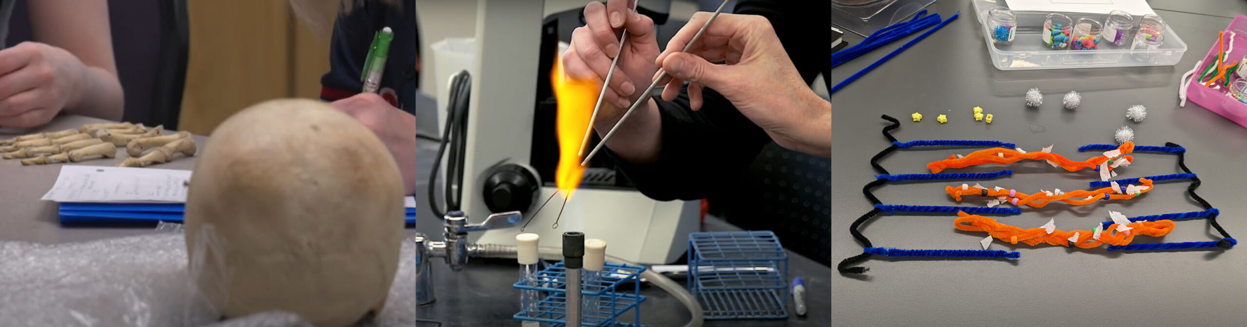 Skull and hand, flame sterilizing equipment, actin and myosin pipe cleaner lab activity.