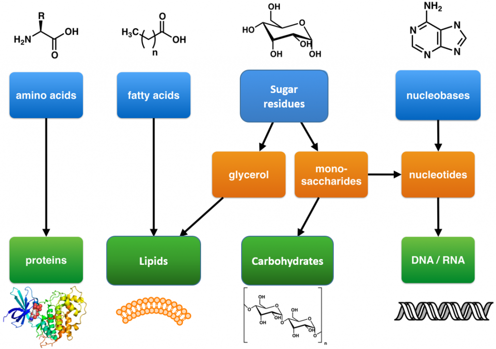 CH103 Chapter 8 The Major Macromolecules Chemistry