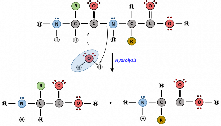 CH103 - Chapter 8: The Major Macromolecules - Chemistry