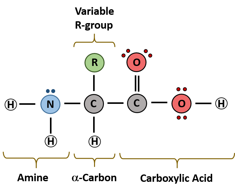 polypeptide sketch