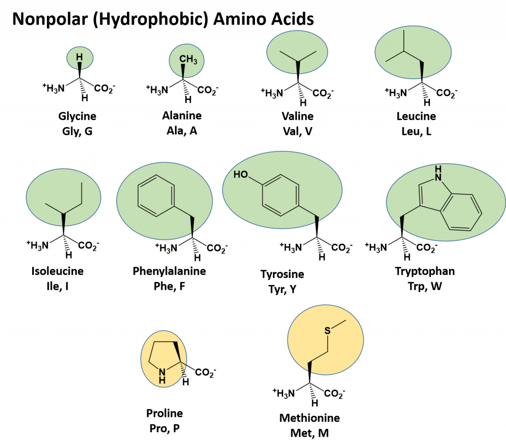 Nonpolar Amino Acids 1024x906 