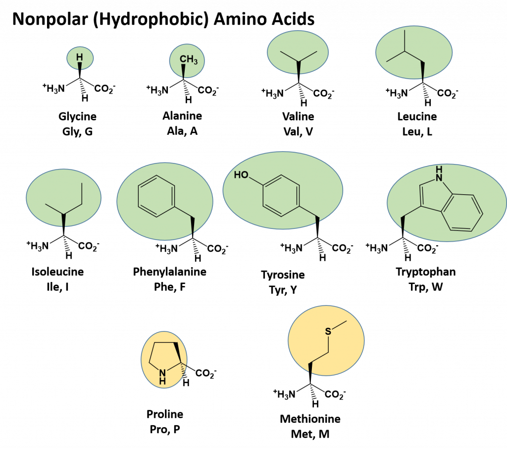 multiple-choice-questions-on-macromolecules