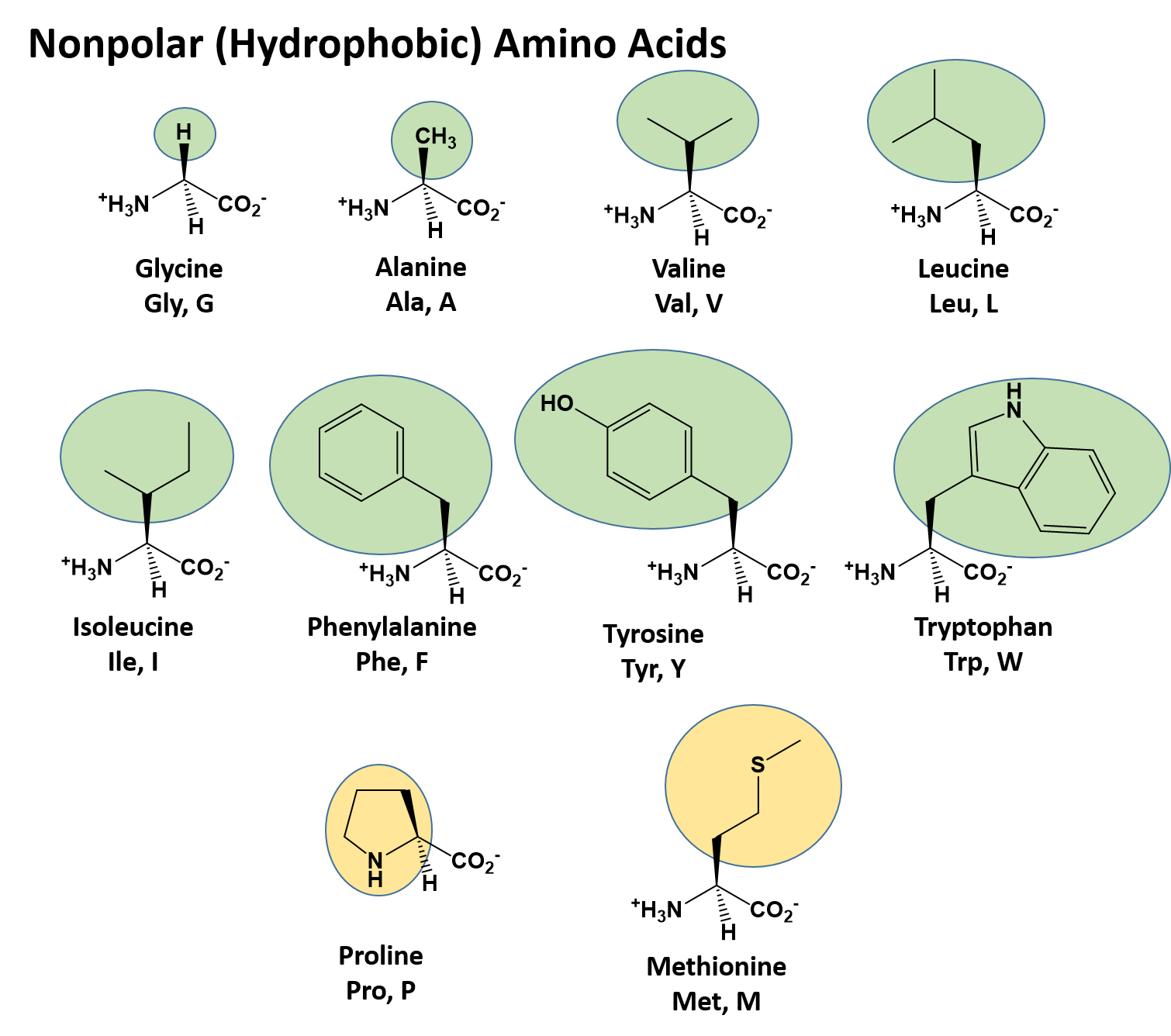 structure of an amino acid