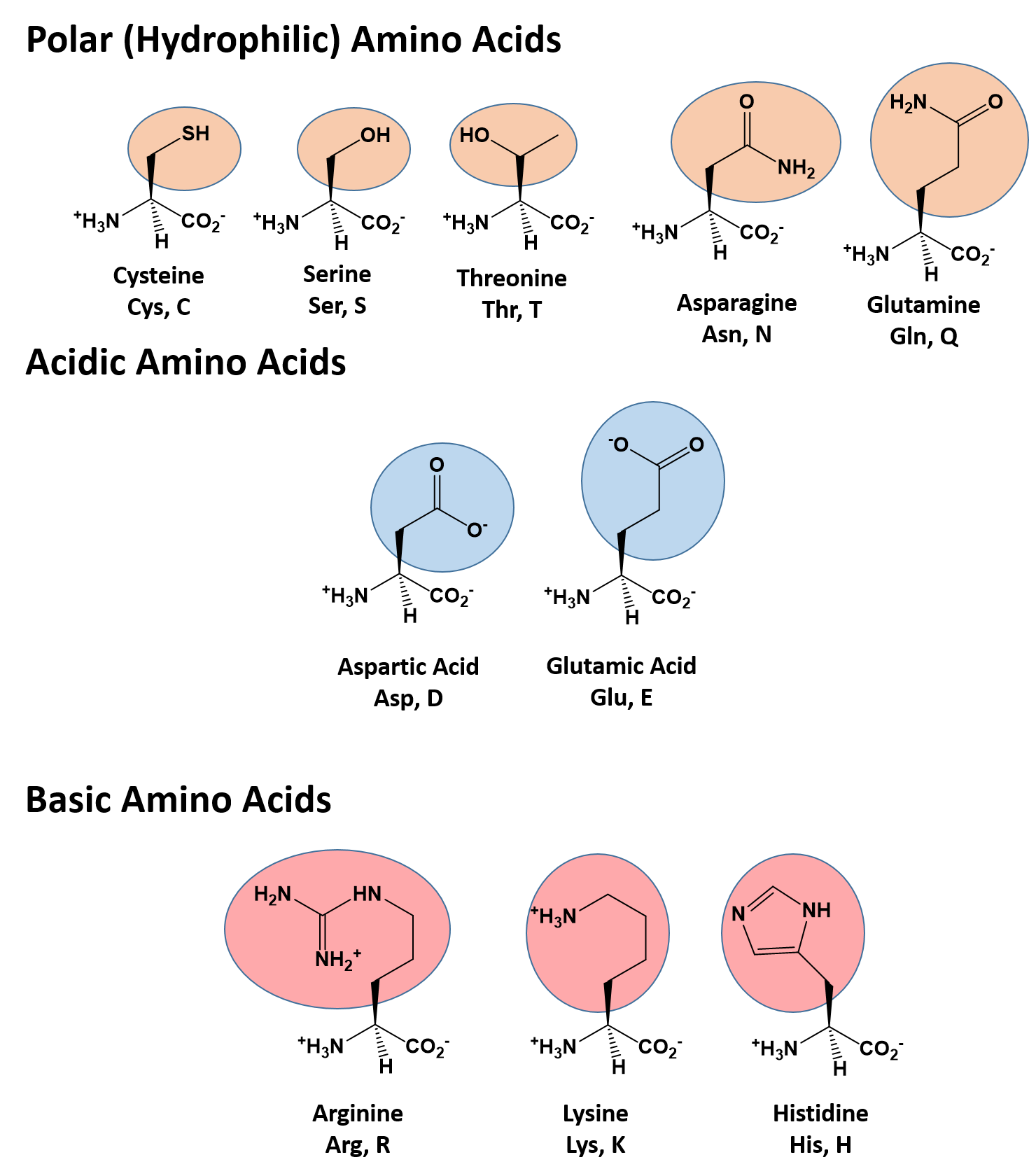 hydrophobic and hydrophilic amino acids