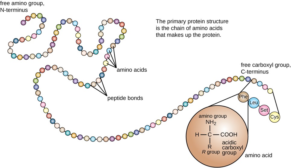 protein tertiary structure bonds