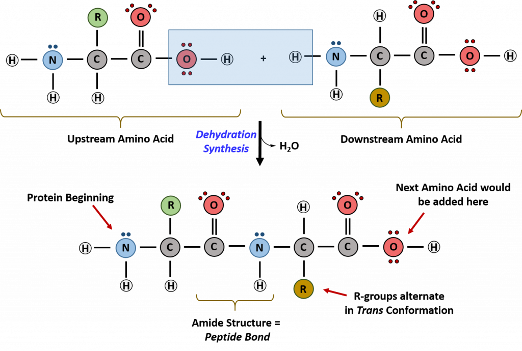 3-4-the-structure-of-proteins-primary-structure-biology-libretexts