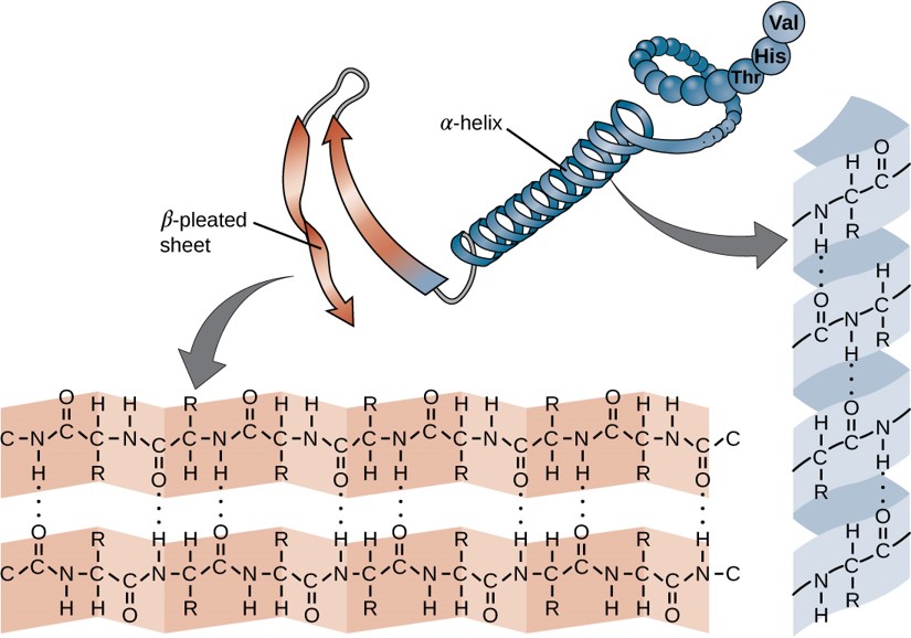 Ch103 Chapter 8 The Major Macromolecules Chemistry