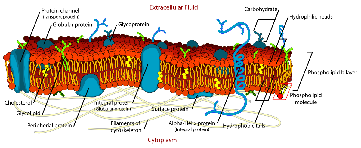 File:Blue spotted egg.svg - Wikipedia