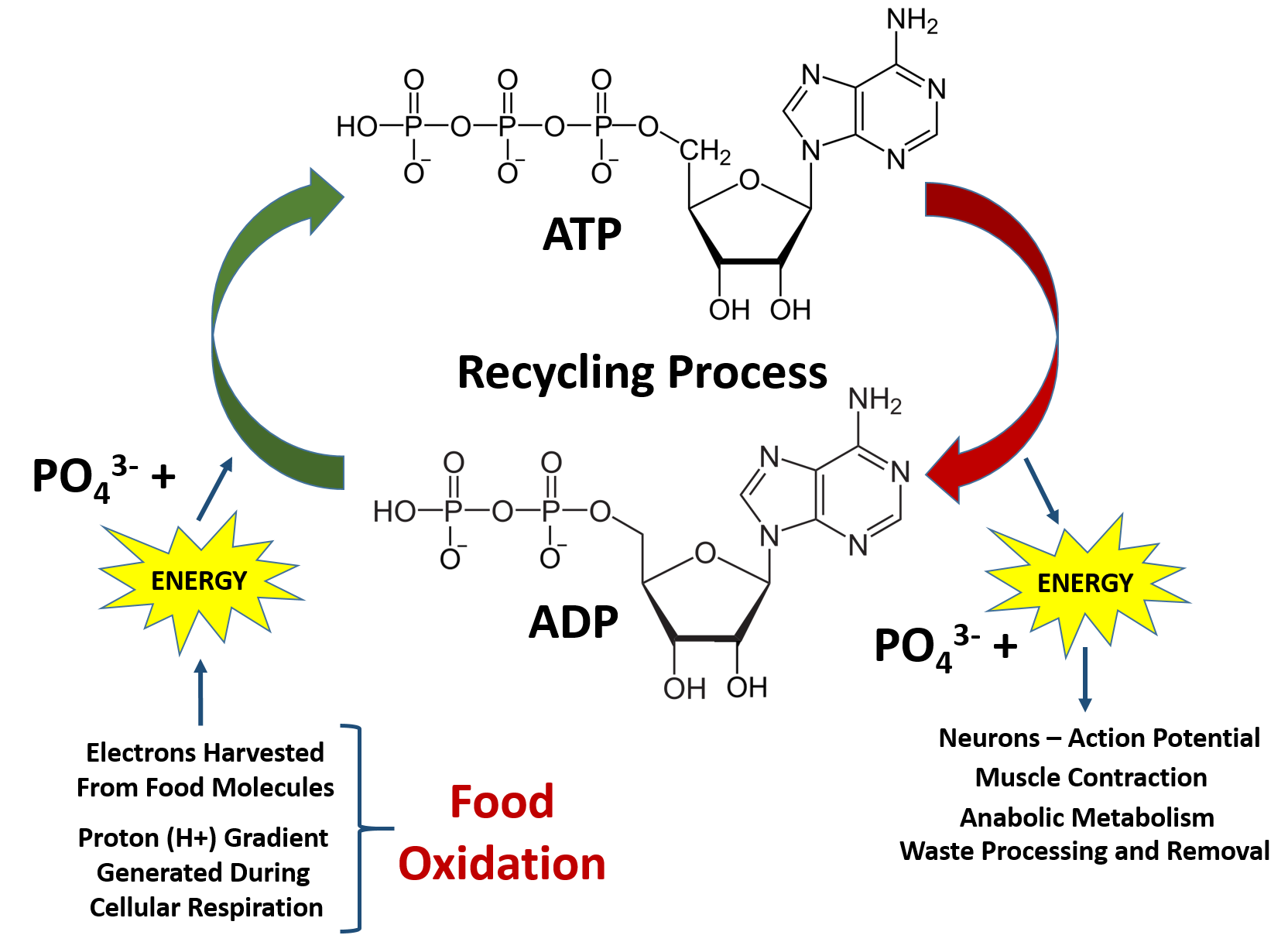 types of food molecules