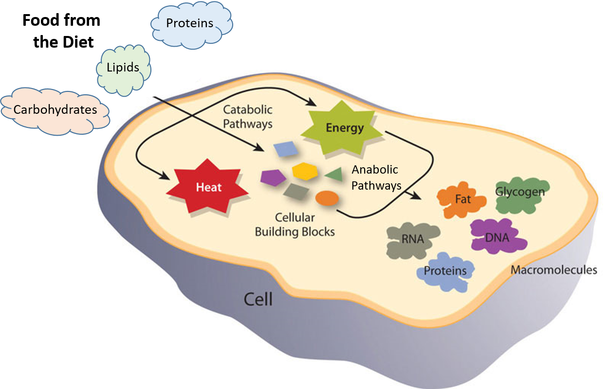 Ch103 Chapter 7 Chemical Reactions In Biological Systems Chemistry