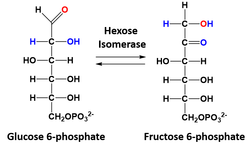 D галактоза 6 фосфат. Галактозо 1 фосфат формула. Галактоза модель. АТФ + Д-галактоза. Банан фруктоза