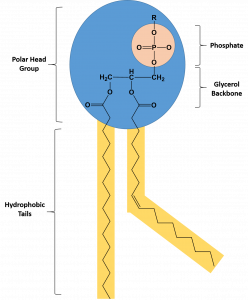 CH103 - Chapter 6: Natural Products and Organic Chemistry - Chemistry