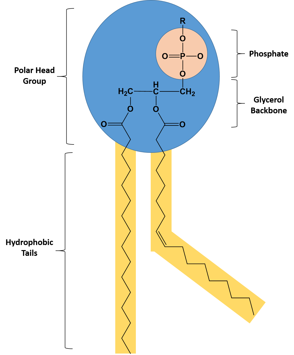 Phospholipid Labeled Diagram