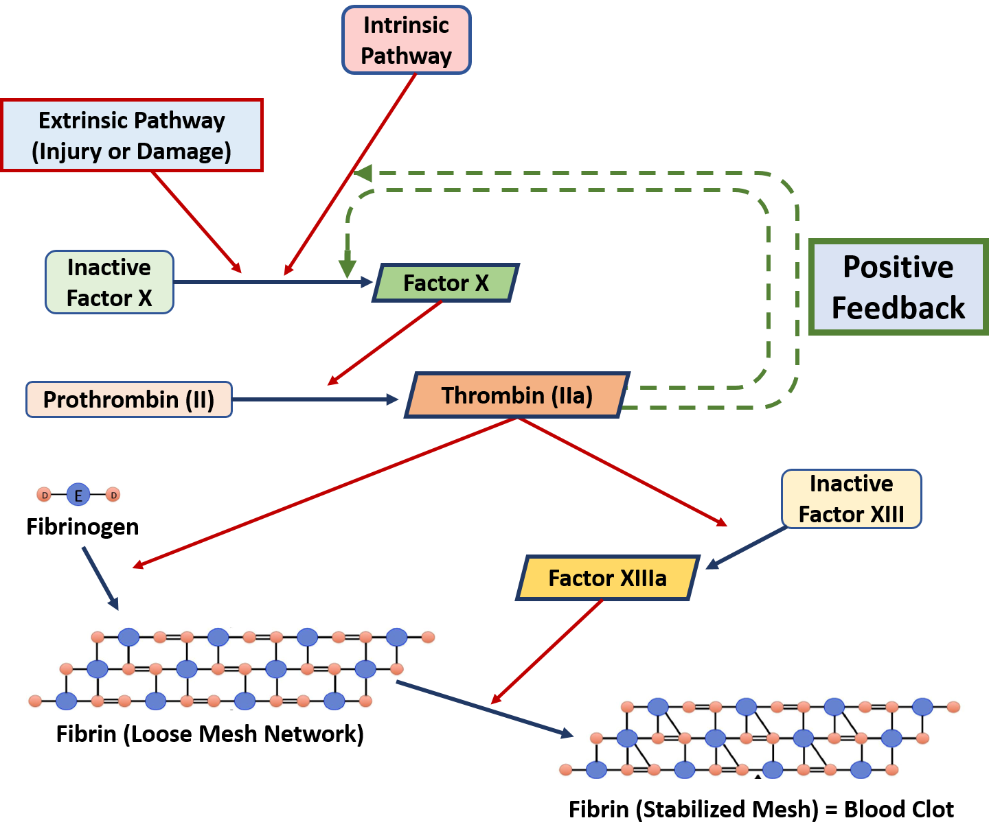 Which Of The Following Statements Are True About Regulation Of This Enzyme