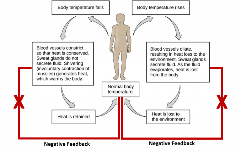 CH103 – Chapter 8: Homeostasis and Cellular Function – Chemistry