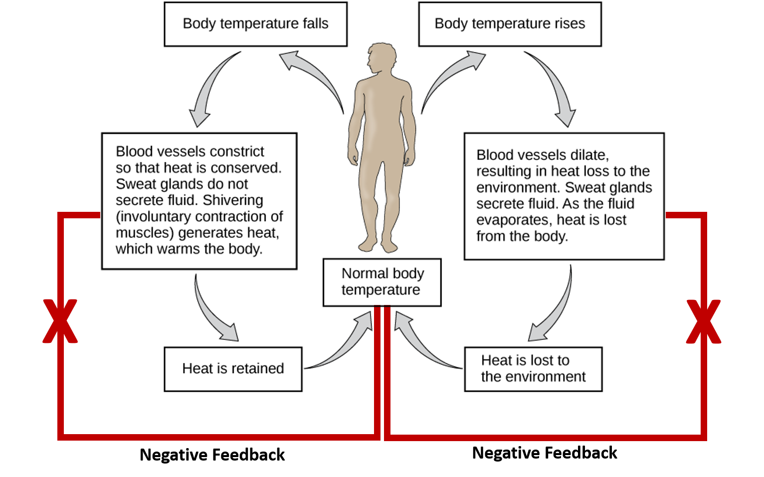 CH103 Chapter 8 Homeostasis And Cellular Function Chemistry   Temperature Regulation In Homeostasis With Feedback 