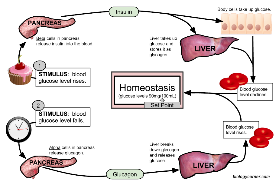 homeostasis in humans diagram