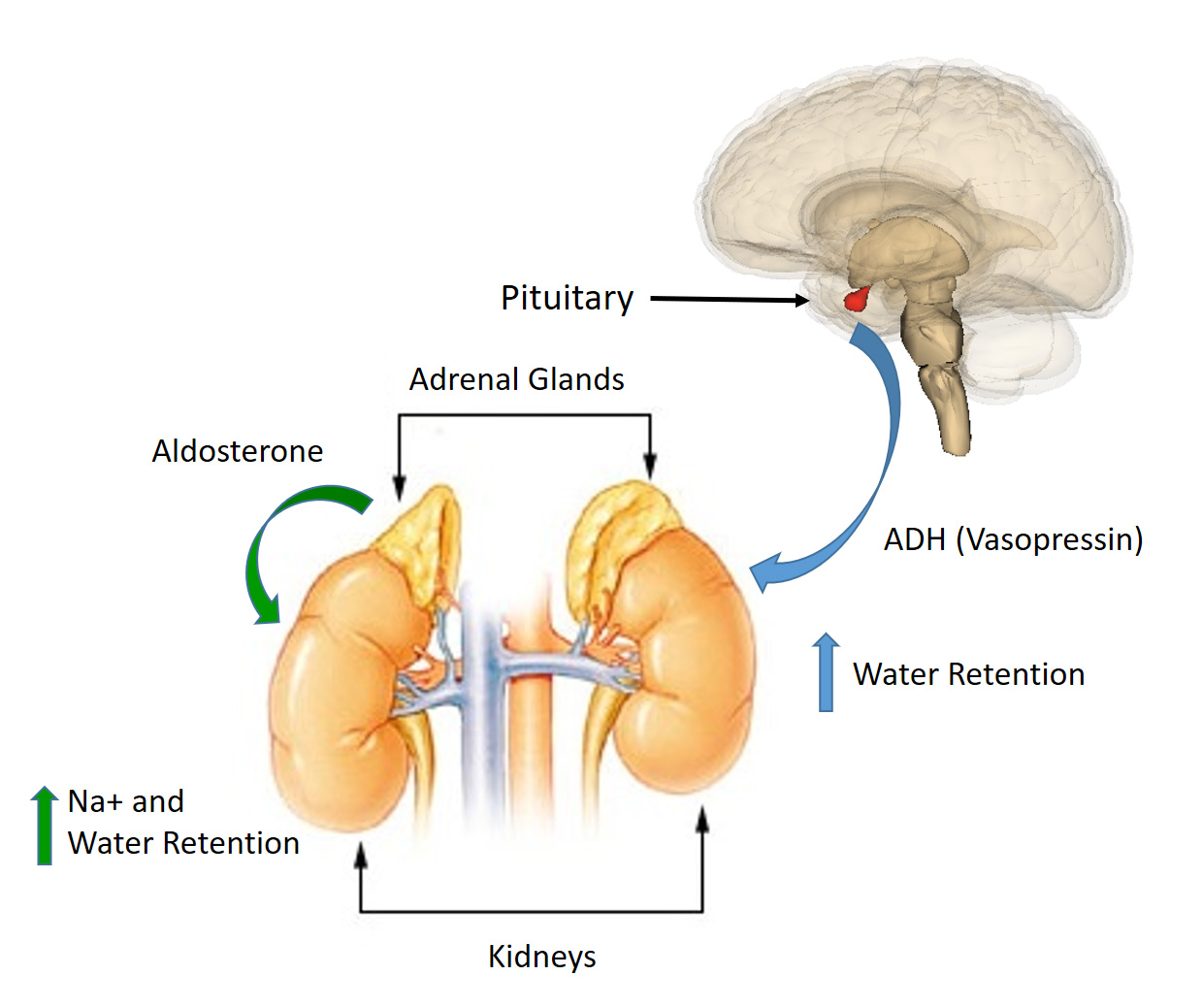 Examine the diagram which illustrates how the body controls homeostasis. a)  Receptors (sensors) form the first part of the control mechanism. What is a  receptor? Provide an explanation, then give one example