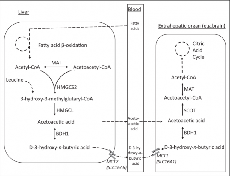 The Ketogenic Diet – Chemistry