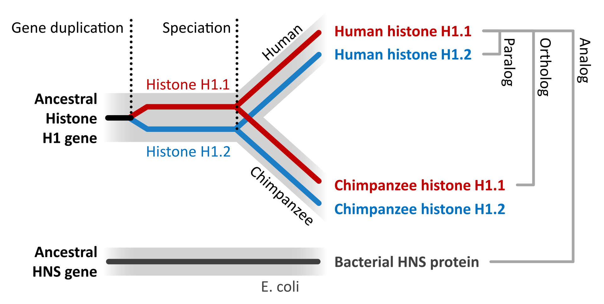 File:Antigen presentation.svg - Wikipedia