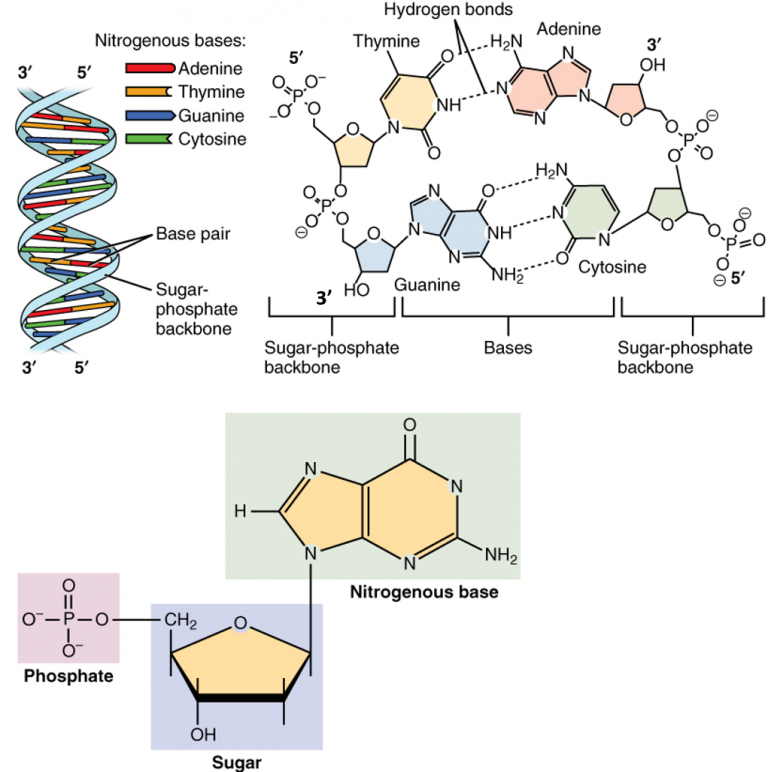 Chapter 4: DNA, RNA, and the Human Genome - Chemistry