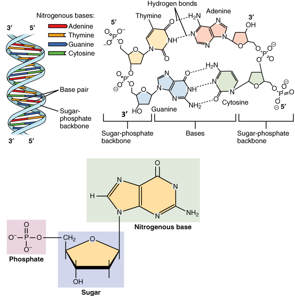 Chapter 4 Dna Rna And The Human Genome Chemistry