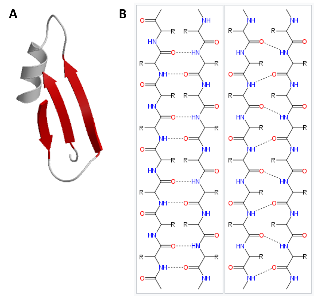 peptide backbone of alpha helix