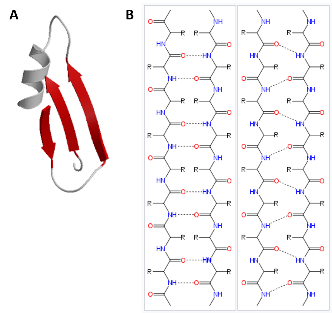 The cross β-sheet structure. In each sheet, the β-strands (green and