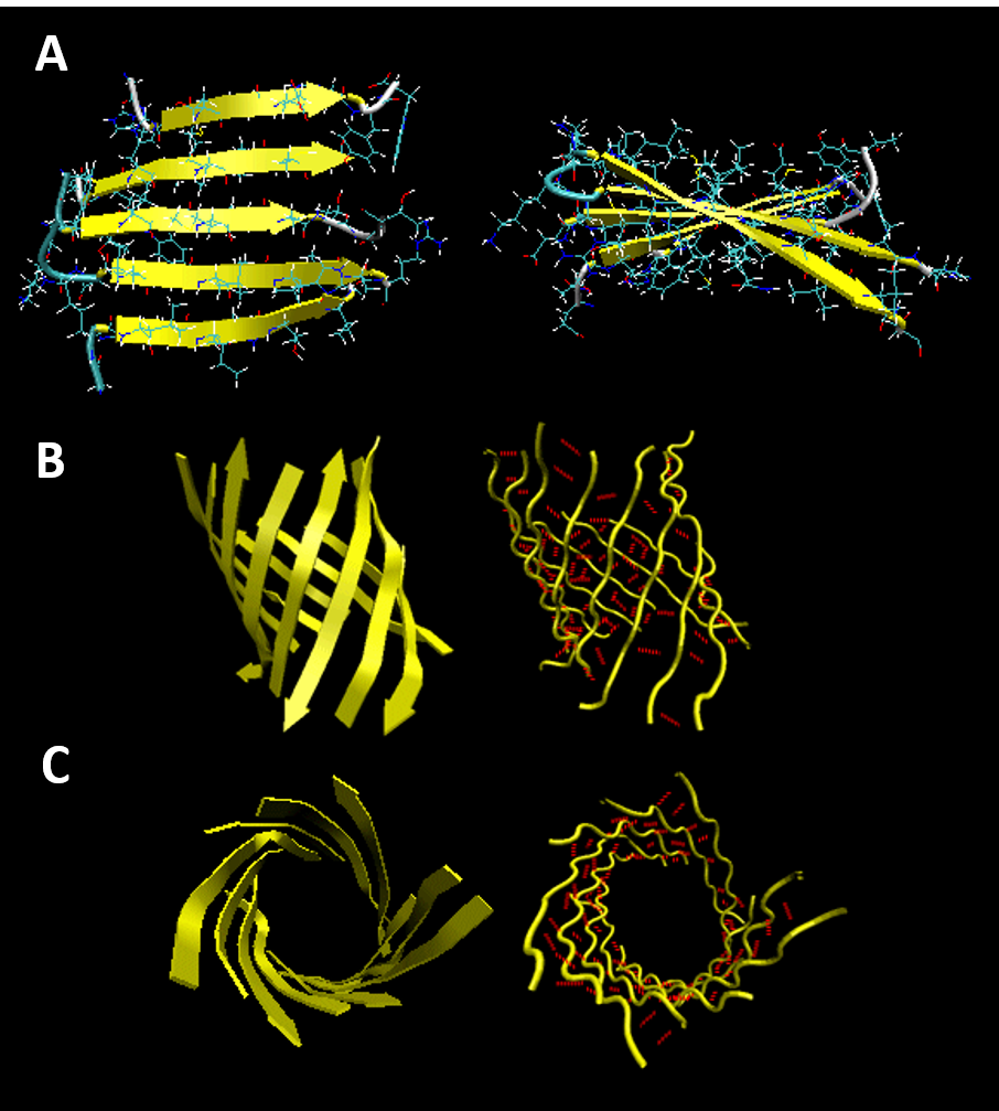 The cross β-sheet structure. In each sheet, the β-strands (green and