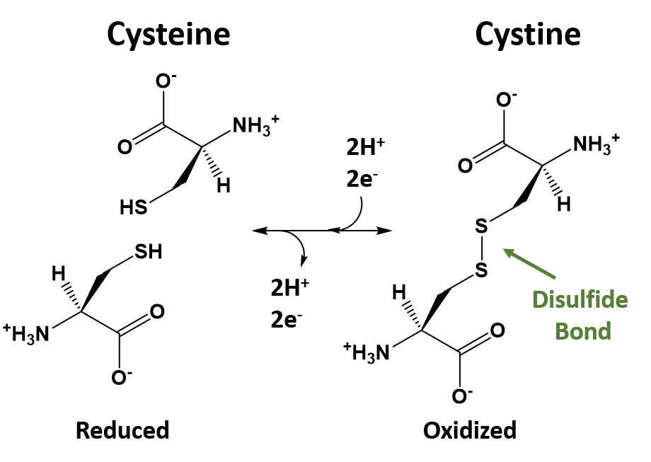 Peptide Bond Formation Animation