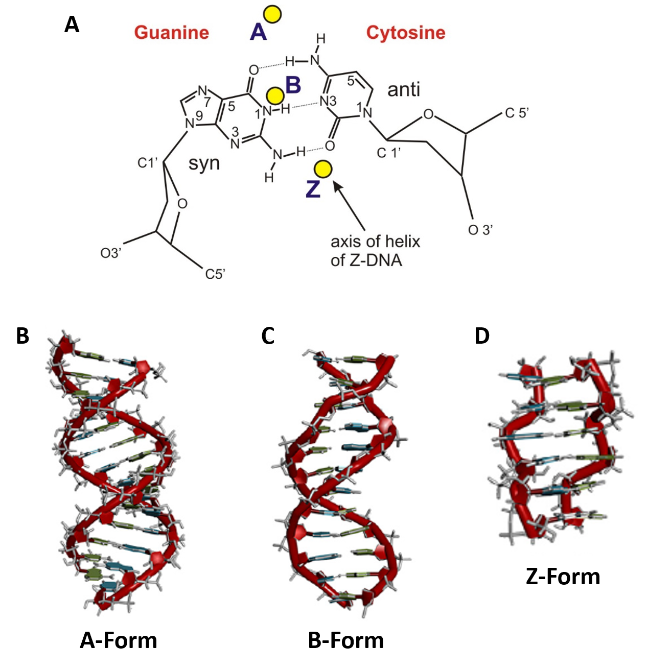 Chapter 4 Dna Rna And The Human Genome Chemistry