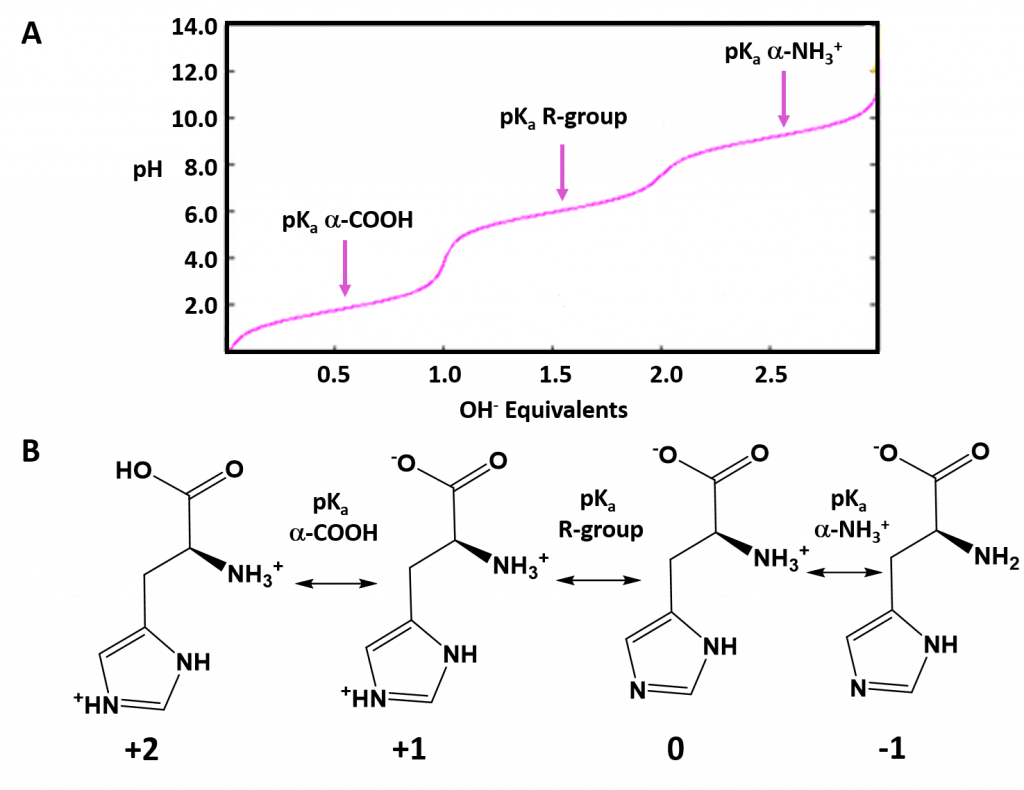 Chapter 2: Protein Structure – Chemistry