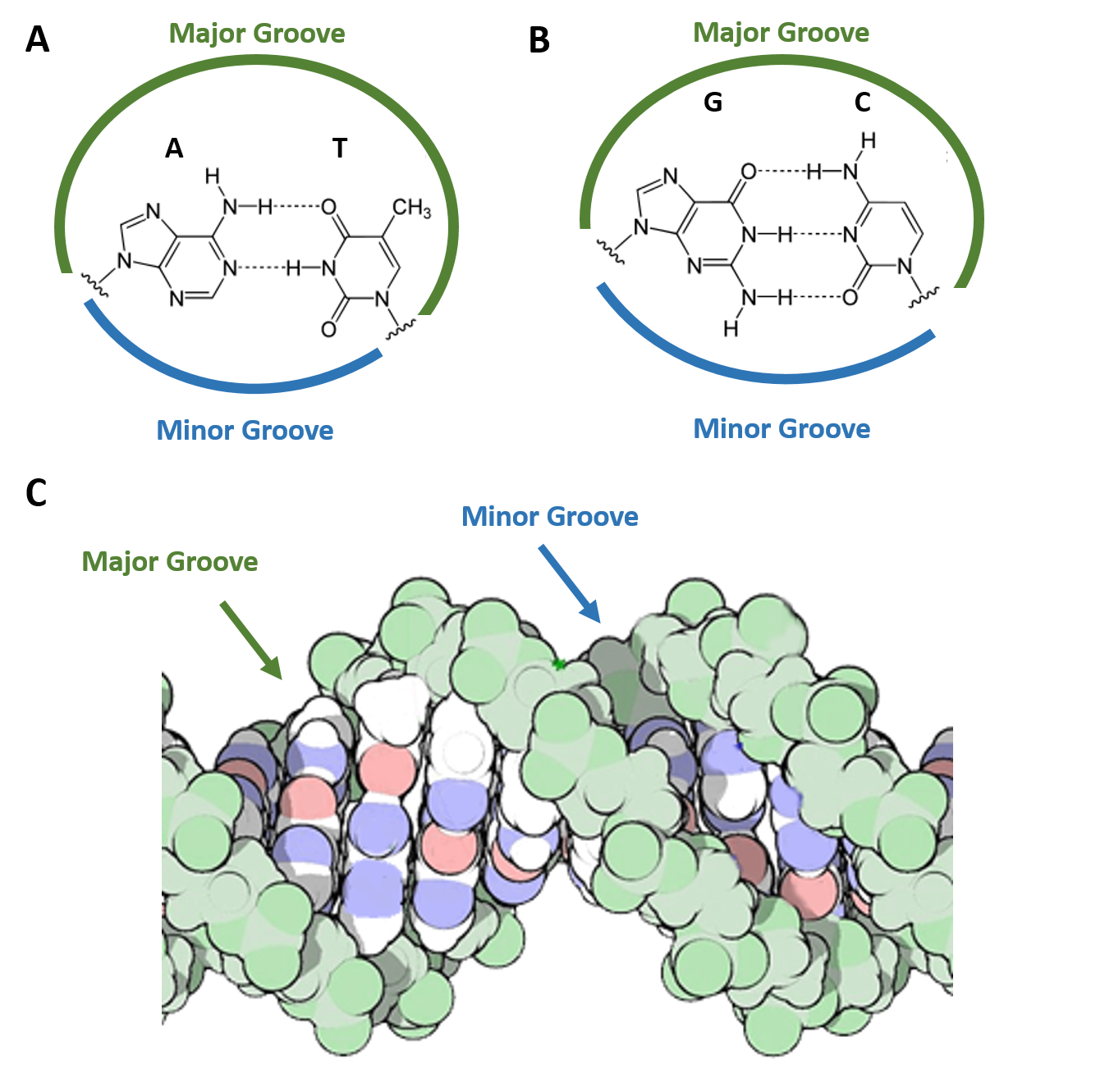 NMM and CV binding to GQ DNA. (A) Chemical structure of NMM and CV. (B)