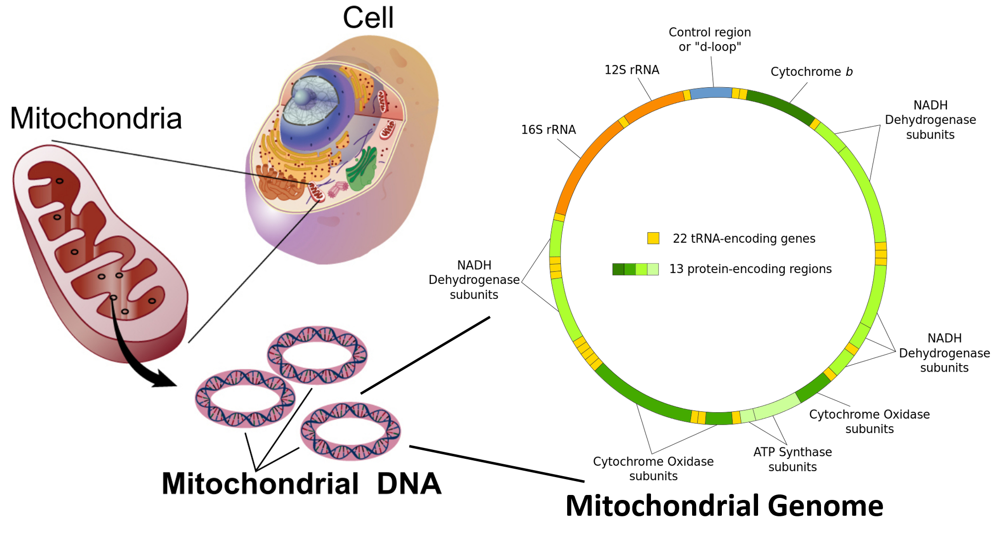 mitochondrial dna structure