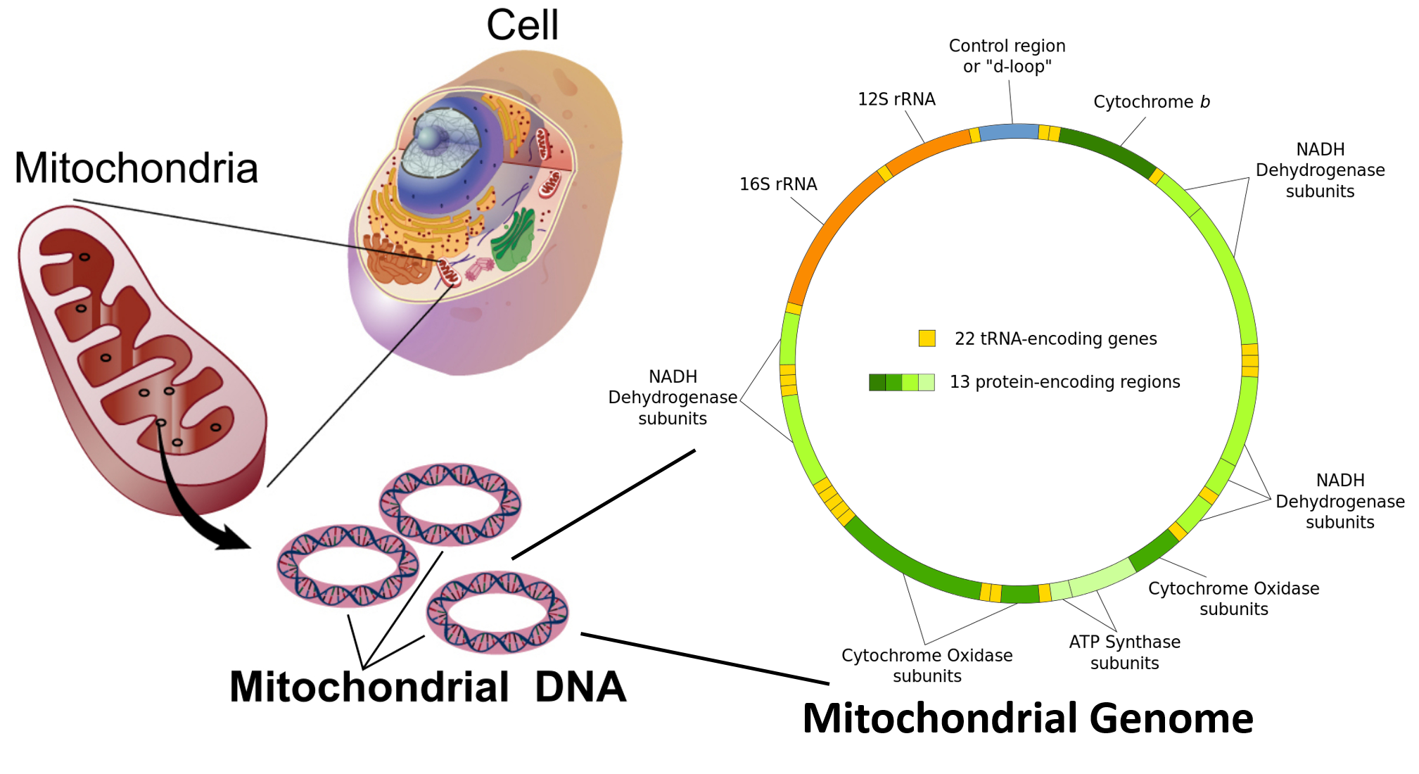 Mitochondrial Dna Structure