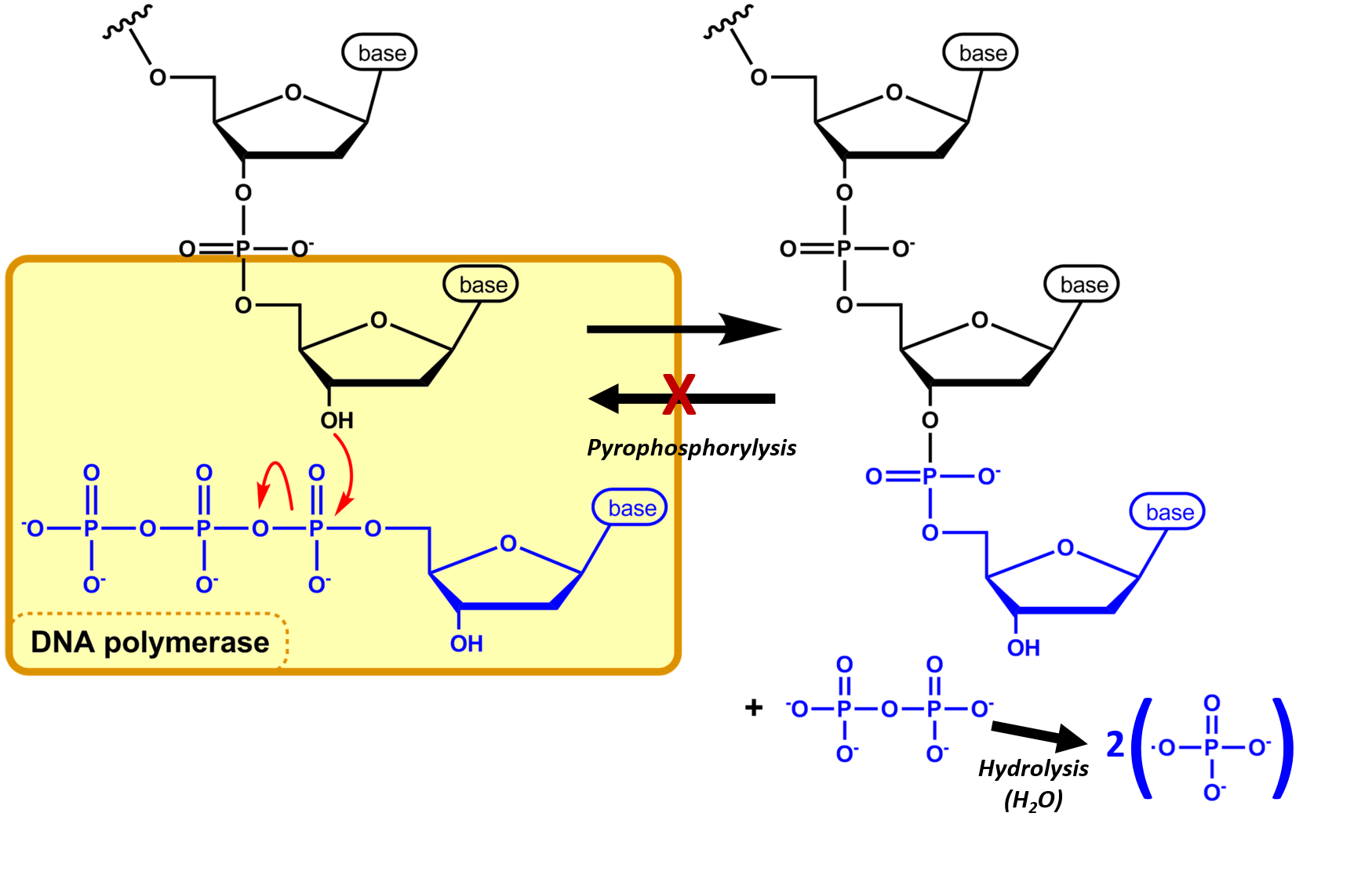 Rna Polymerase Reaction