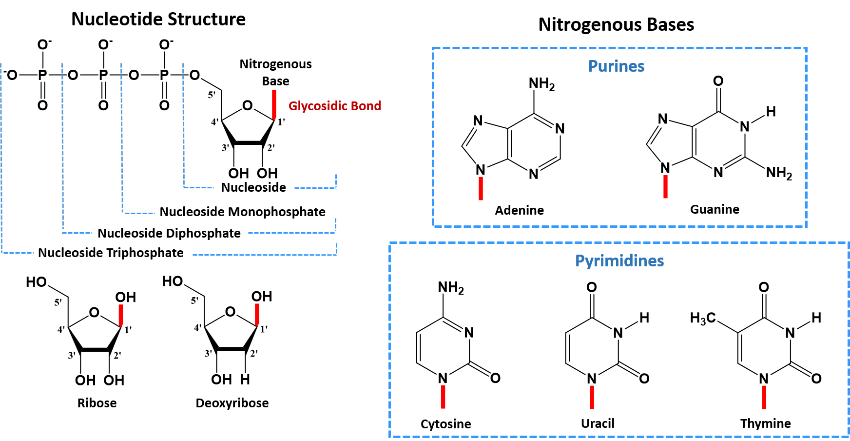 rna nucleotide diagram