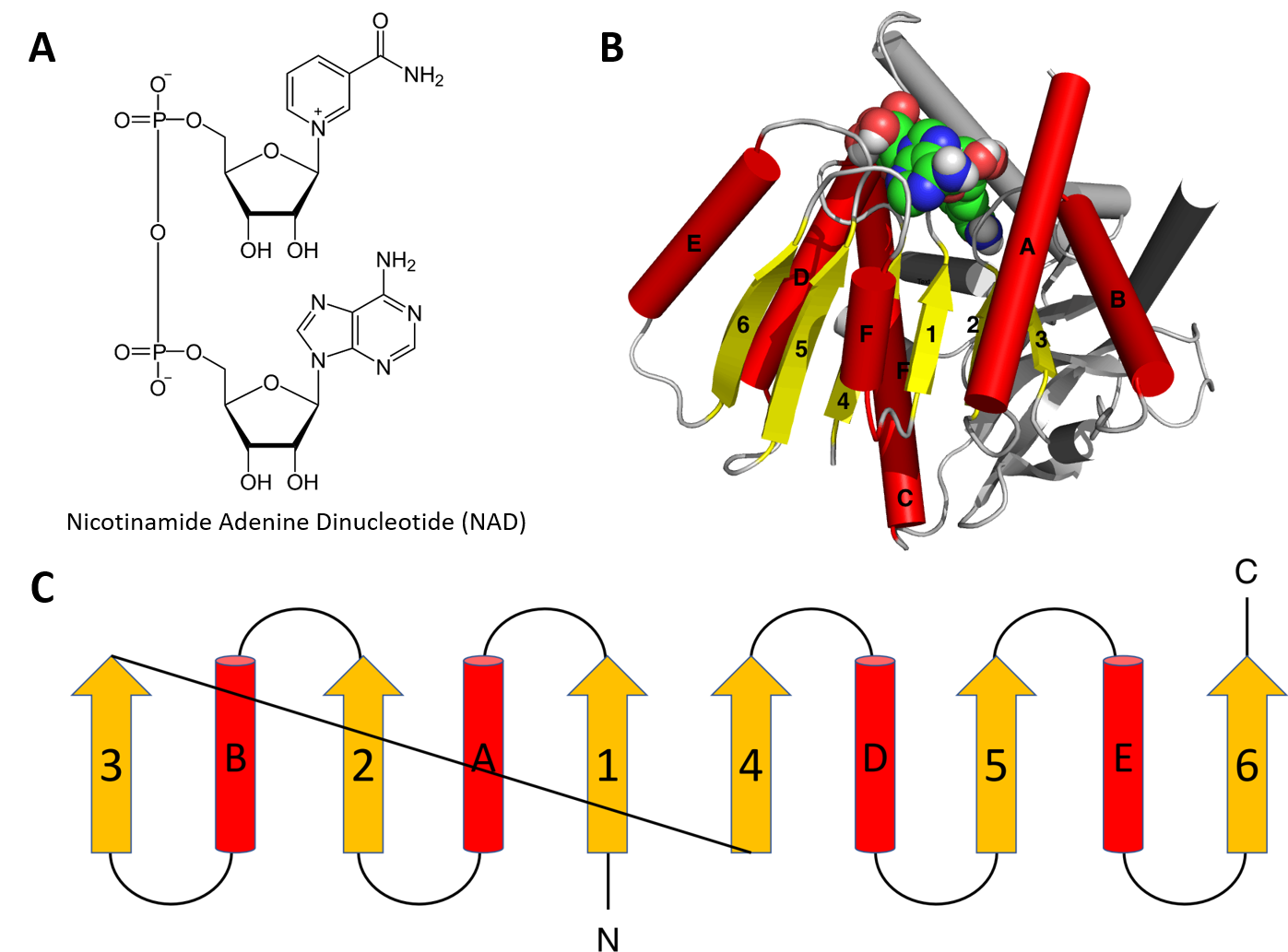 beta helix structure