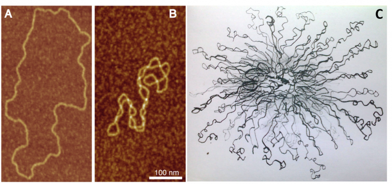 23.3: Chromosome Packaging - Biology LibreTexts