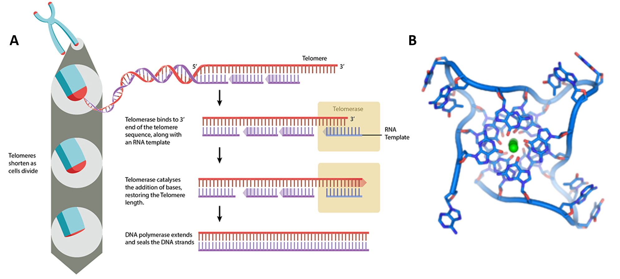 dna is two coiled strands known as a