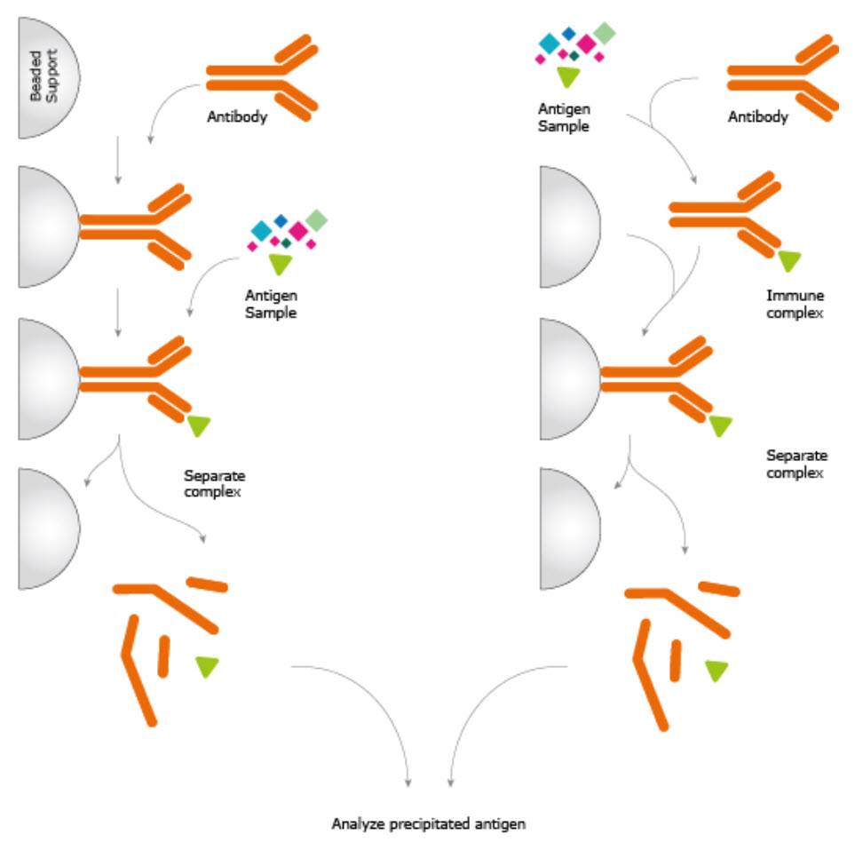 https://wou.edu/chemistry/files/2019/09/immunoprecipitation.jpg