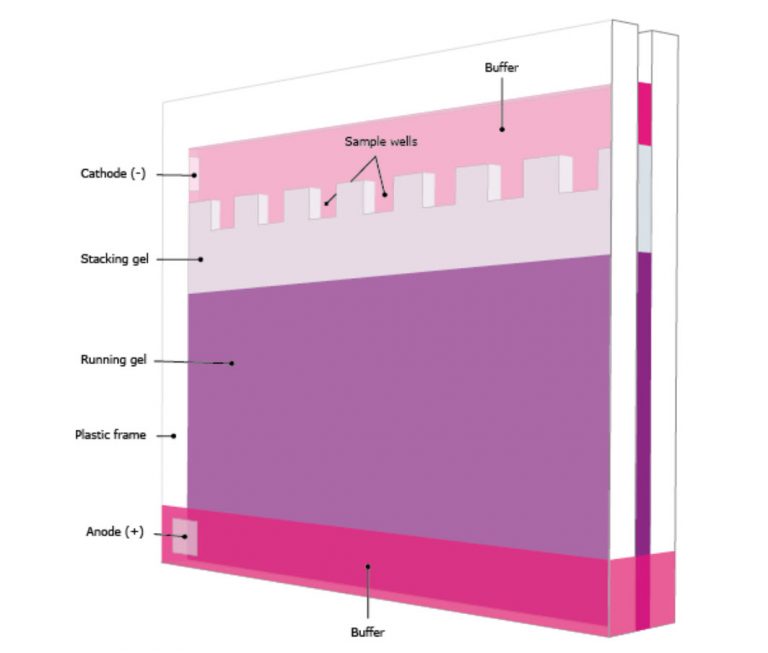 Chapter 3 Investigating Proteins Chemistry