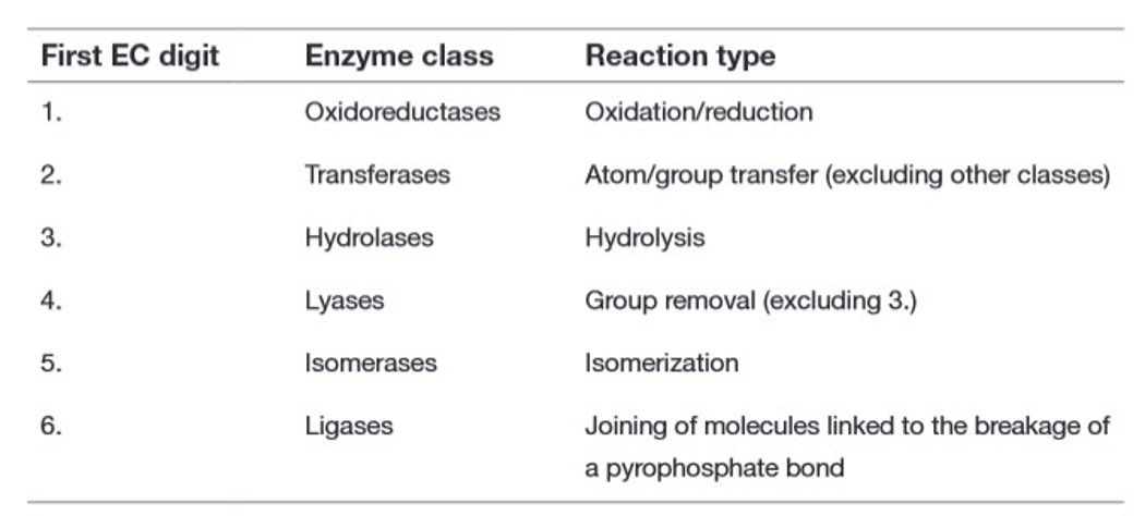 are enzymes made of proteins