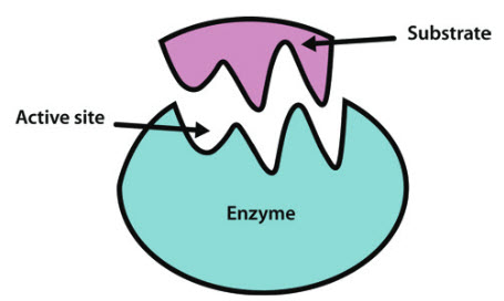 enzyme molecule structure