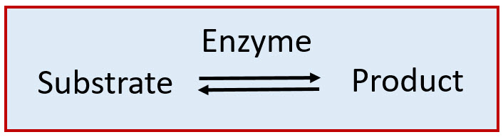 how enzymes function lab report