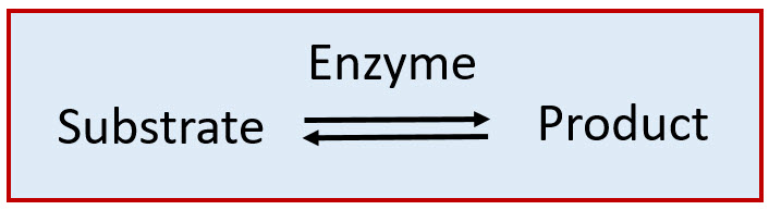 simple enzyme structure