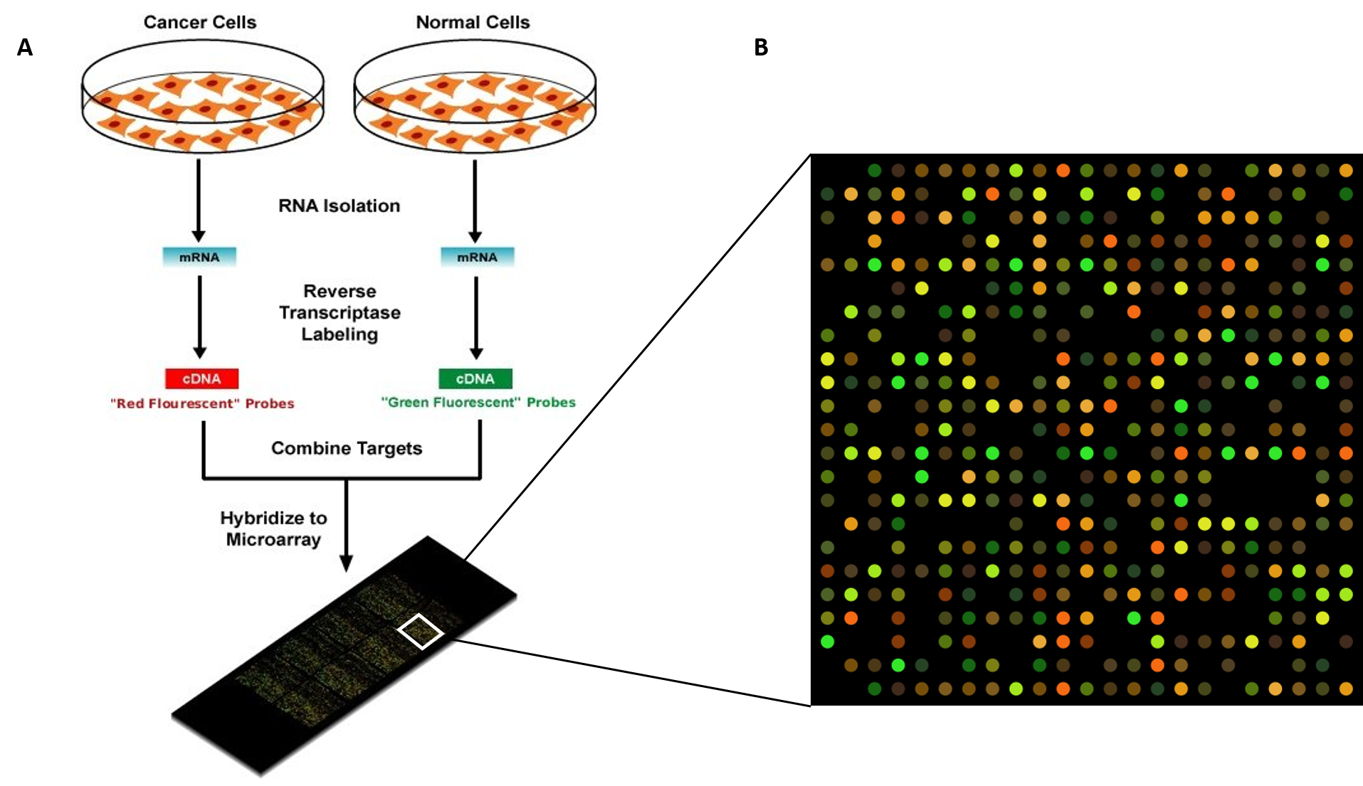 microarray probe to gene r expression taply
