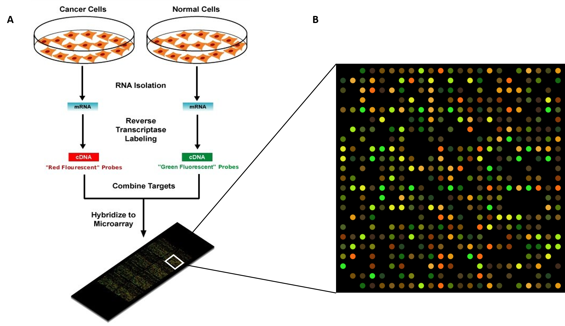 microarray experiment cost